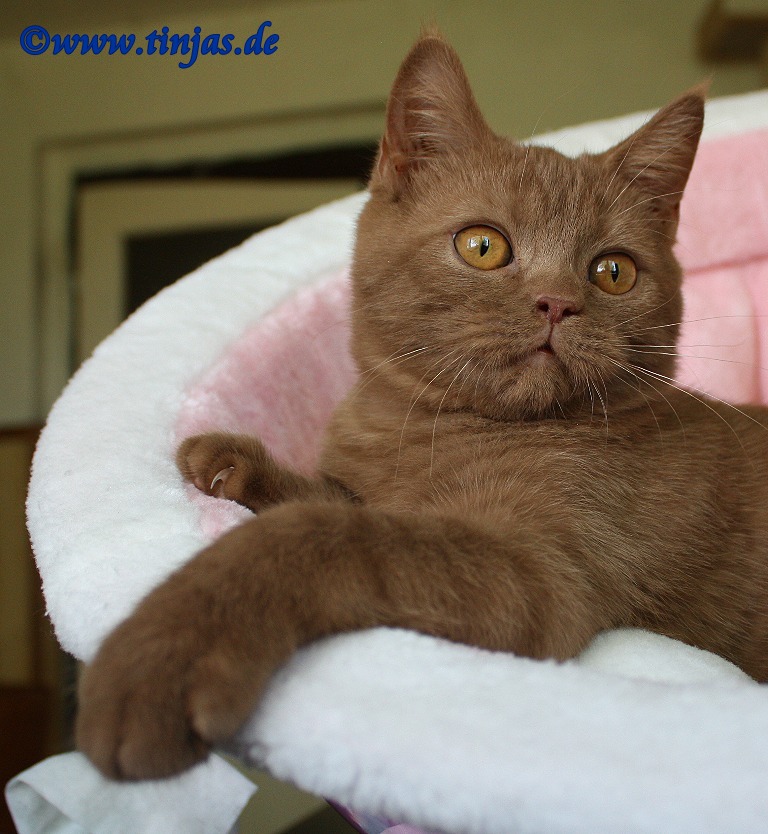 Britisch Kurzhaar (BKH) Kitten und Britisch Langhaar Katzenbabys ...